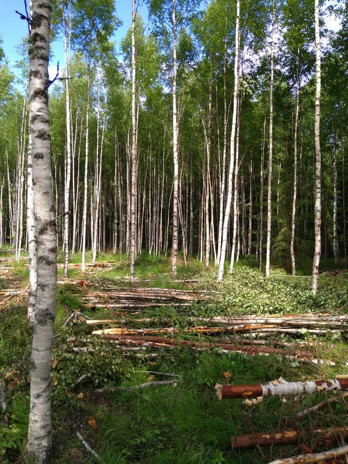 Ensiharvennus koivumetsä