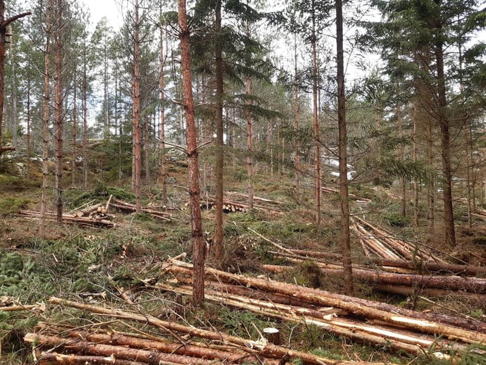 Hoidettu mäntymetsä