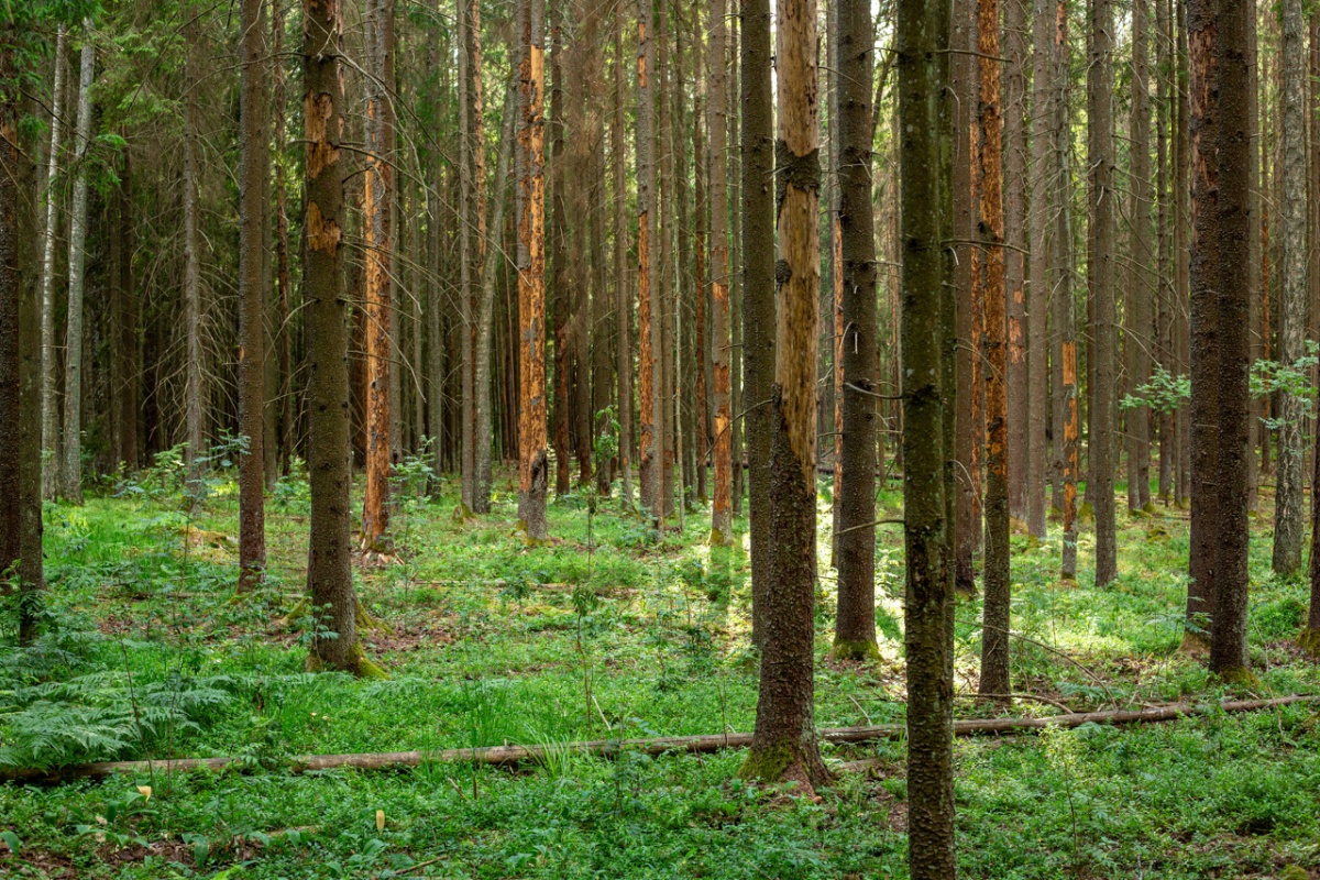 kirjanpainaja_kuoriutuvia_kuusia_metsässä-1200x800