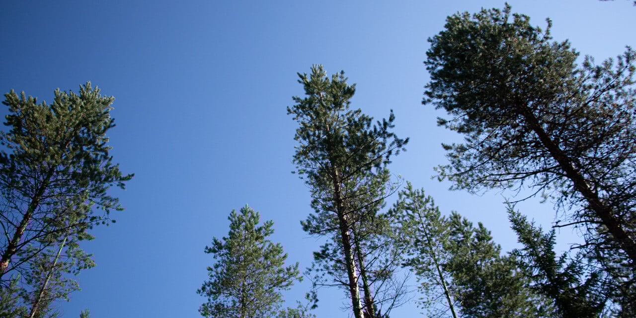 kolmaspolvi_energiapuu_natiivi-5