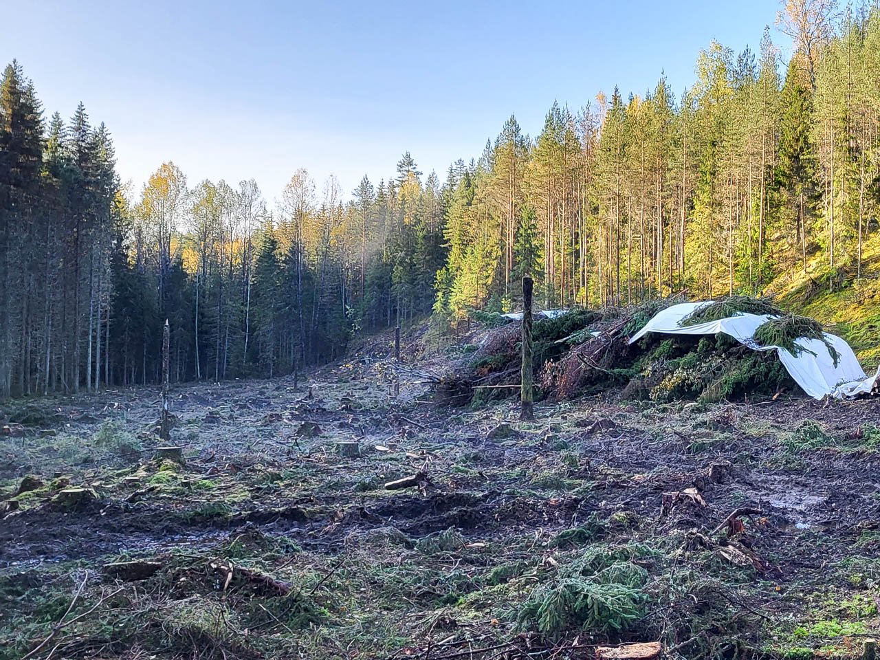 hakkuutähde-uudistushakkuualueella-1280x960