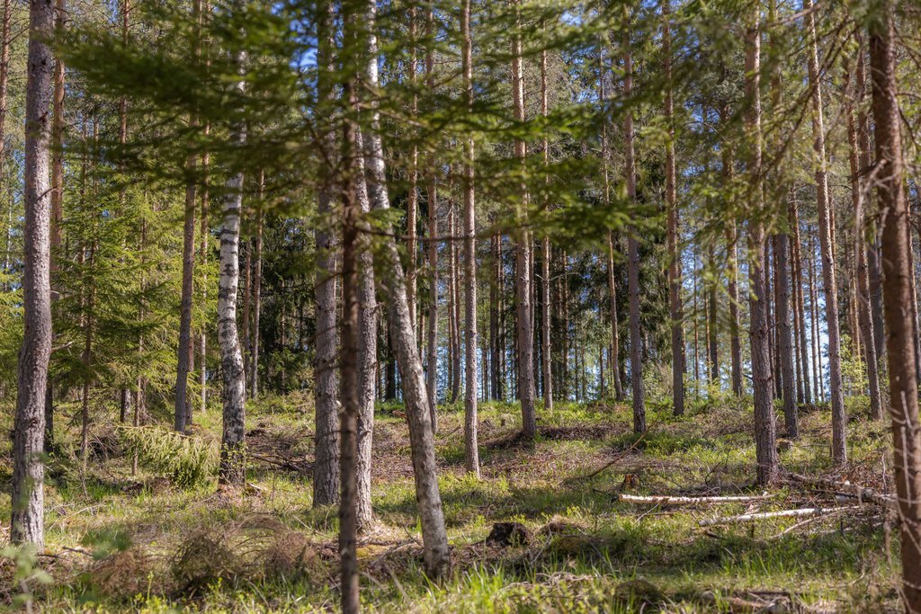 harvennettua-metsää-1024x683