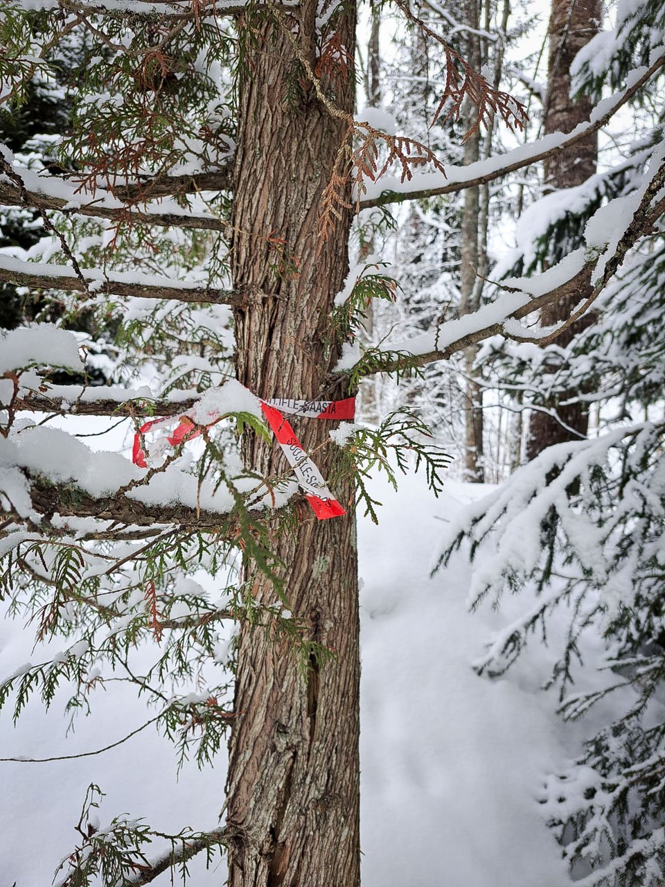 leimikko-suojele-säästä-kuitunauha-1280x1024