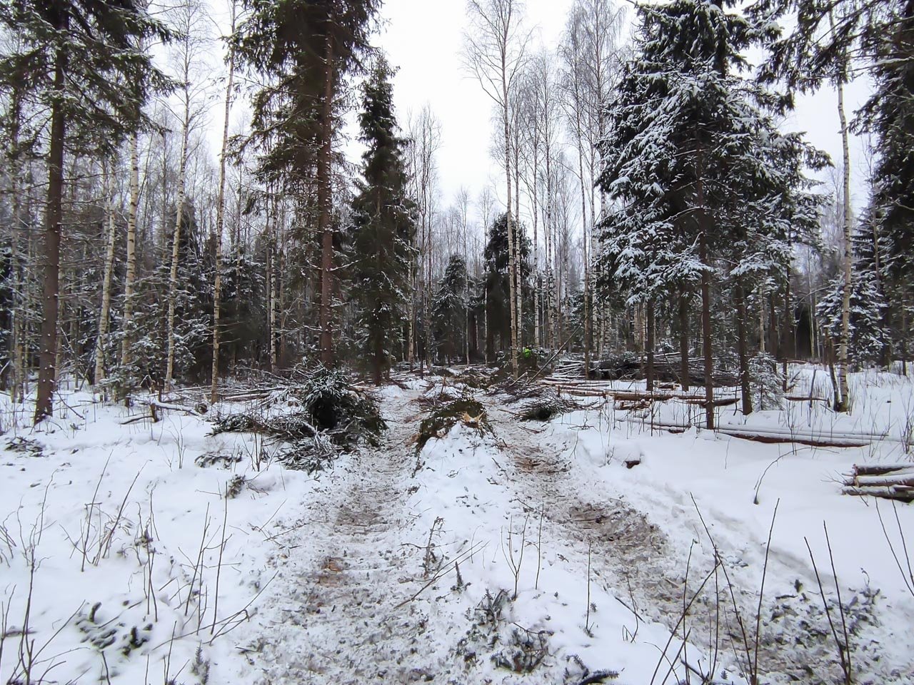 metsätähde-1280x960-1