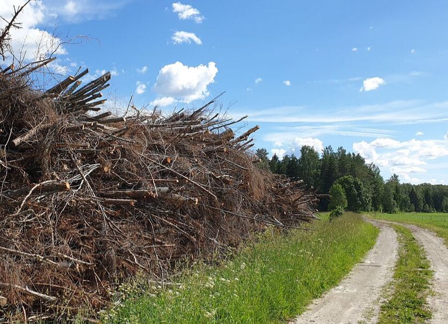 virnastatud võsa