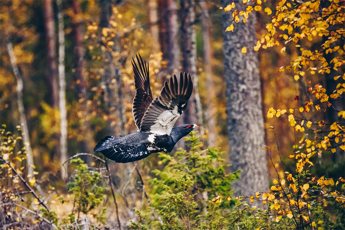 Metso lentää ruskan värjäämässä syksyisessä metsässä.