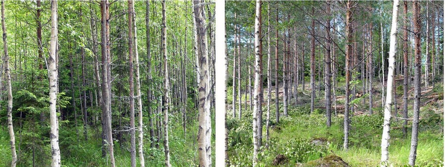 metsä ennen ja jälkeen harvennuksen