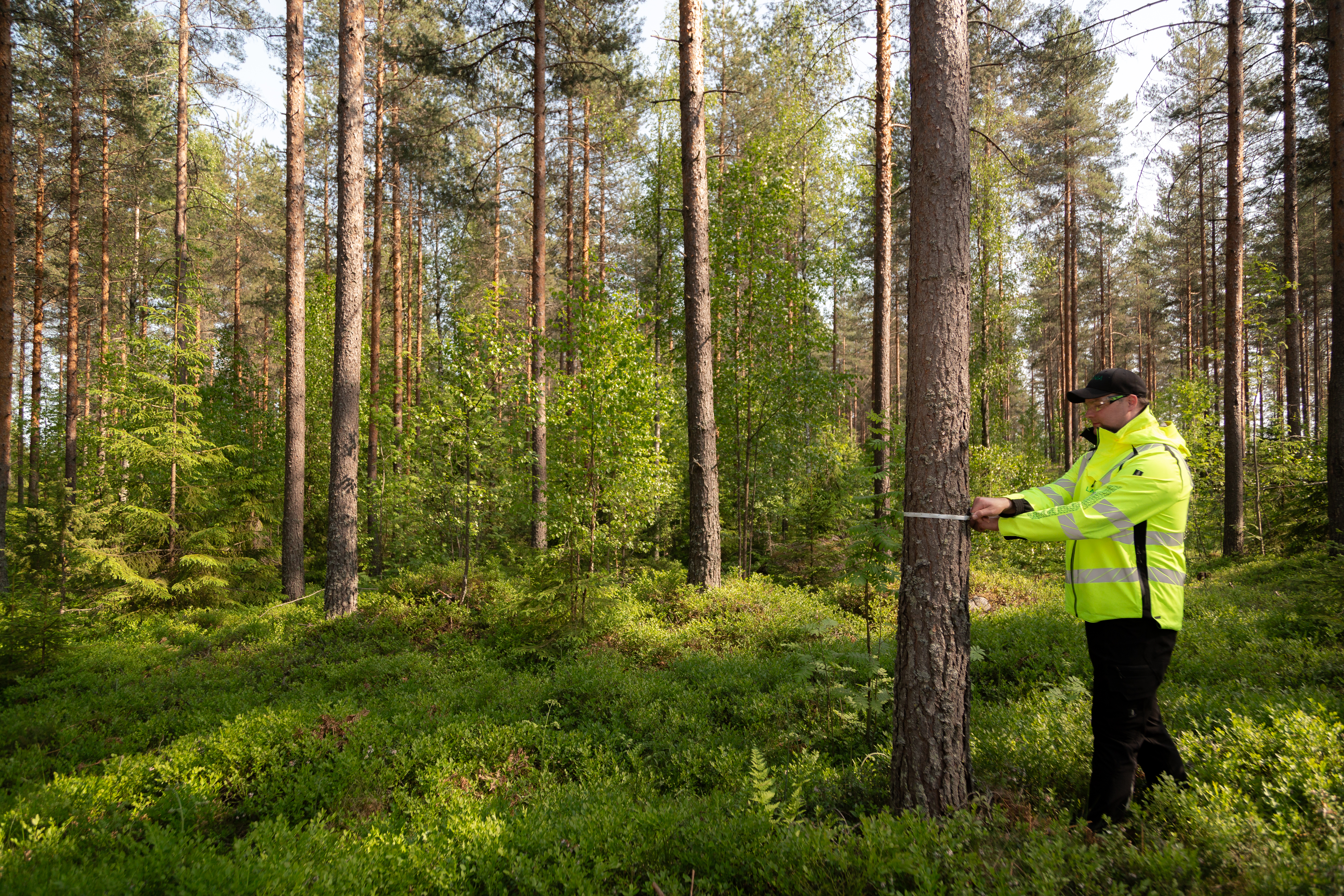 Työvaatteissa oleva mies pitelee mittanauhaa puunrungon ympärillä ja mittaa sen kokoa.