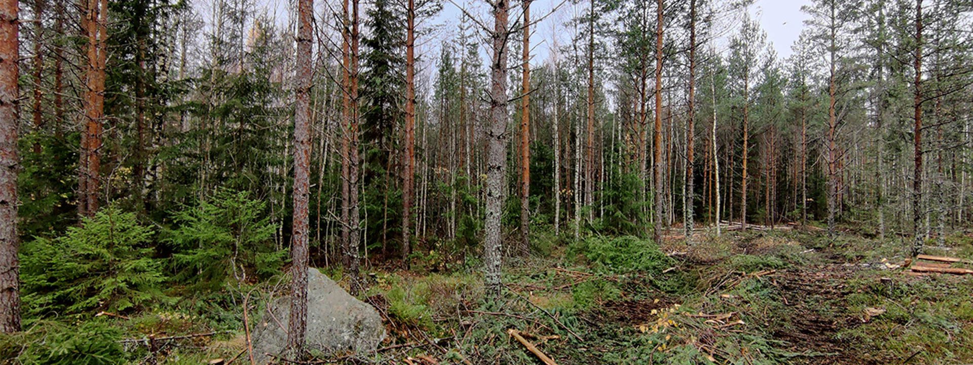 Havumetsää, jossa metsäkoneen ajourat maassa.