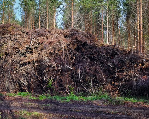 Hakkuutähdepino metsässä.