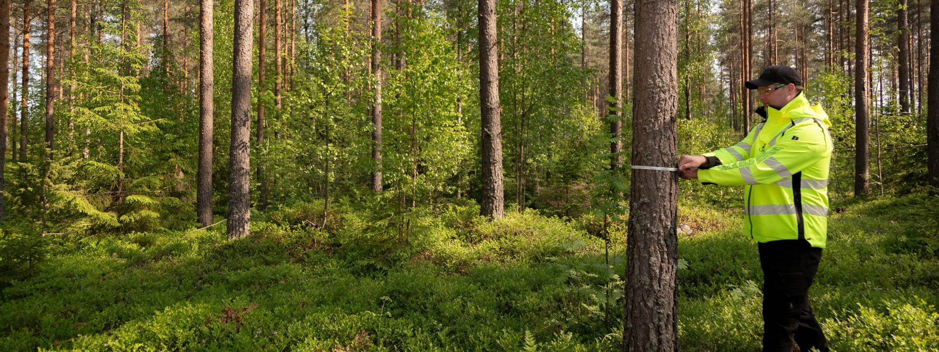 Metsäasiantuntija mittaa puun ympärysmittaa.