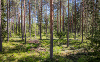 Hoidettua mäntymetsää.