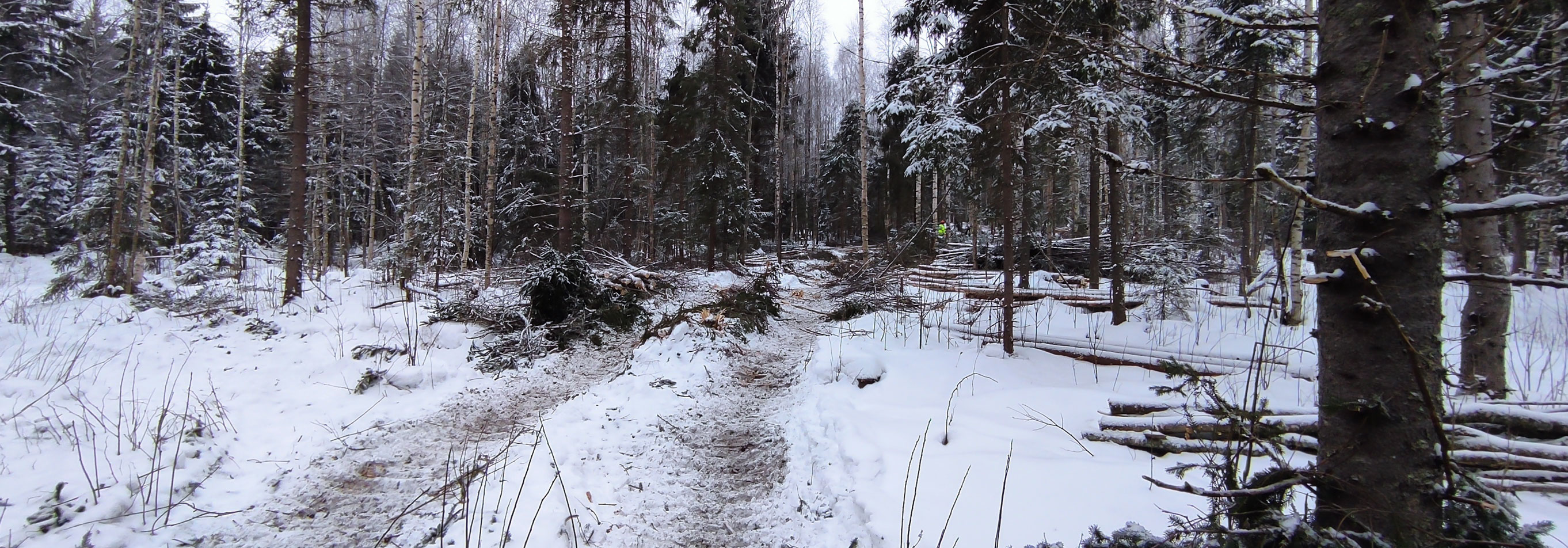 Metsäkoneen ajourat kulkevat lumisessa metsässä.