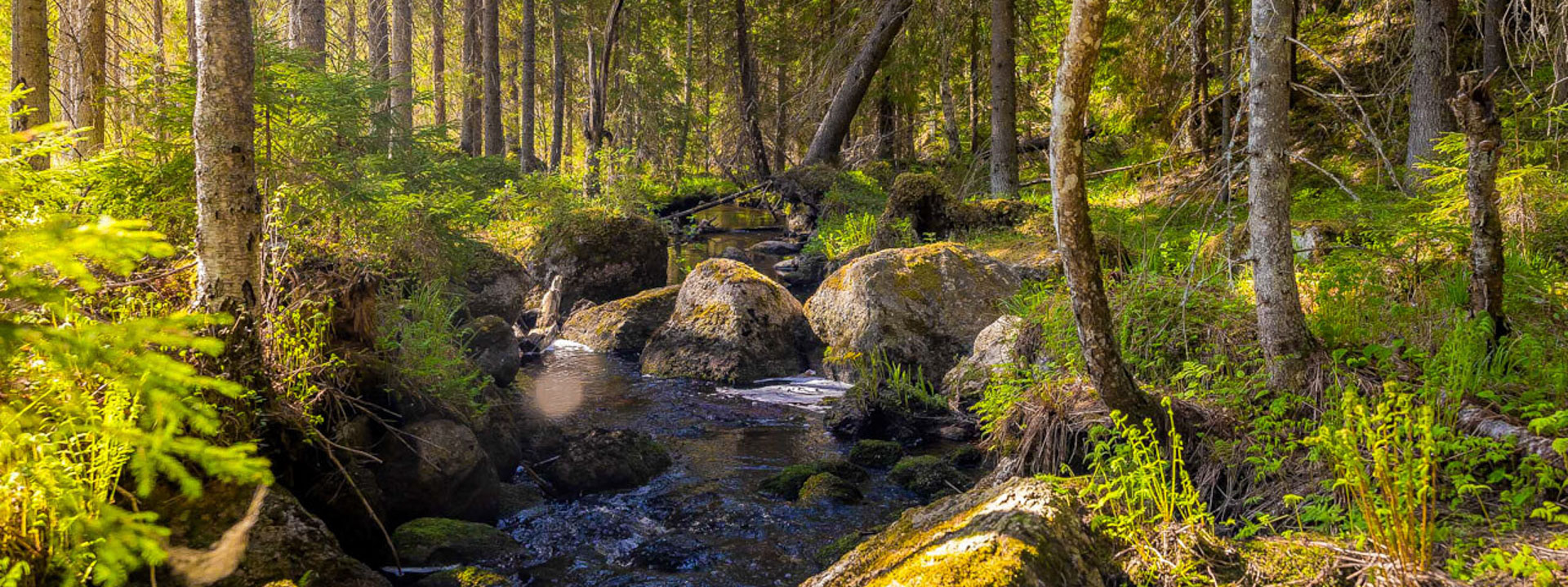 Puro virtaa keväisessä metsässä.