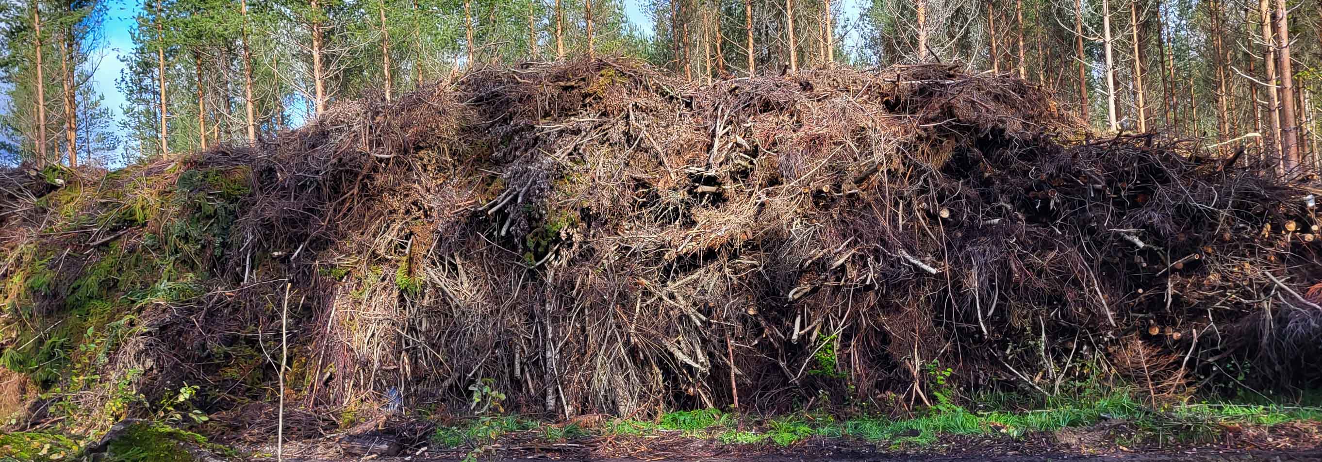 Metsätähdettä pinossa tienvarsivarastolla.