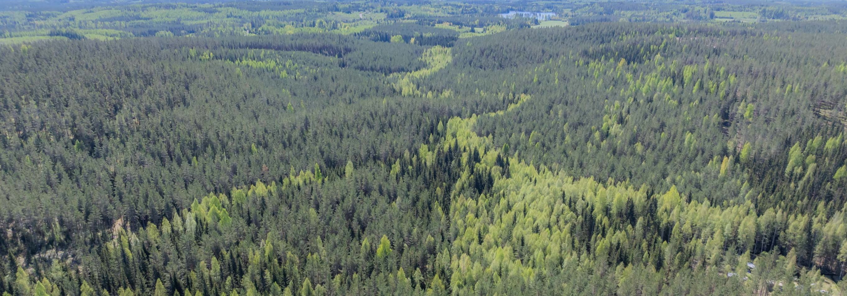 Metsä, jossa on sekapuustoisuutta.