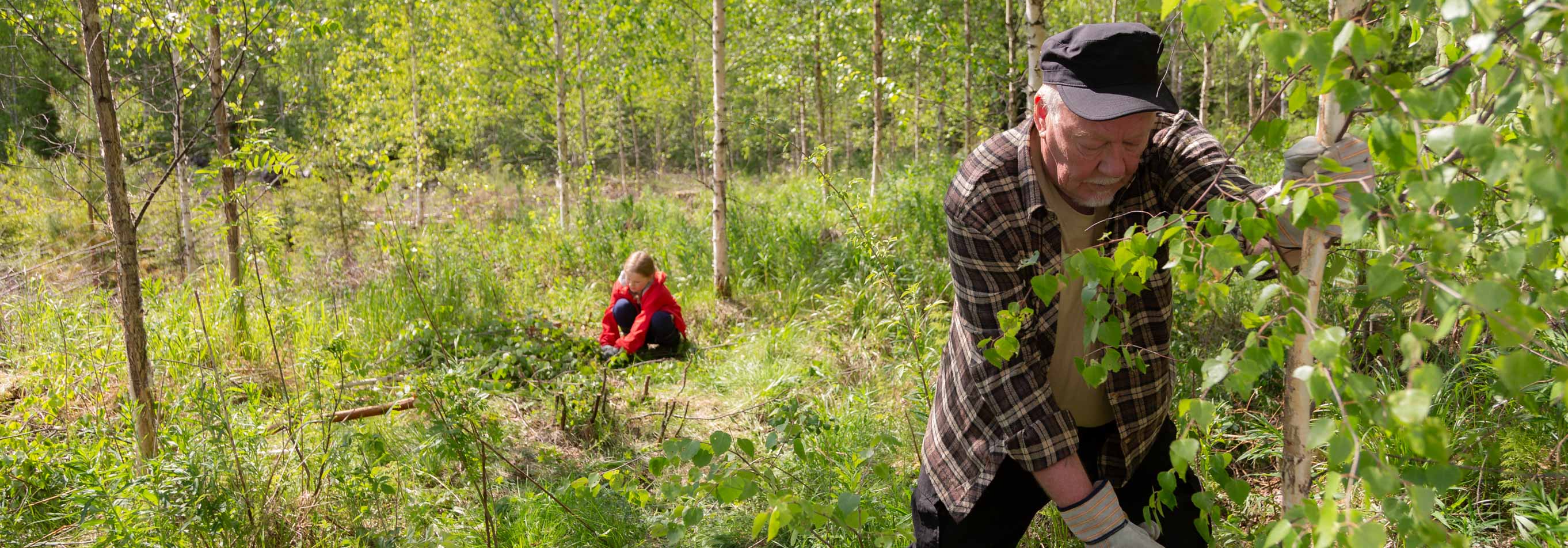 Tyttö ja pappa metsätöissä kesäisessä taimikossa.