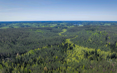 Metsämaisema kesällä, sininen taivas ja vihreää metsää.