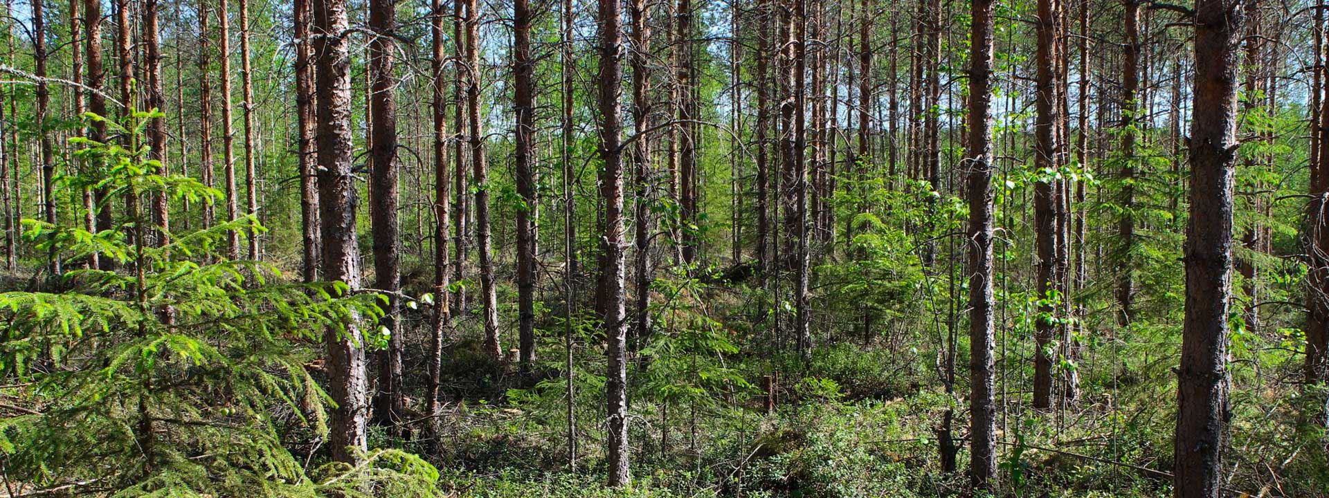 Hoidettua nuorta metsää.