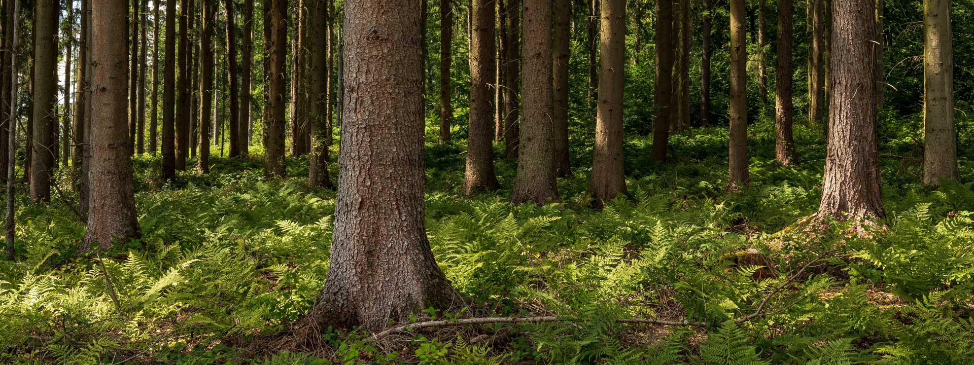 Kuusimetsää ja saniaisia kesällä.