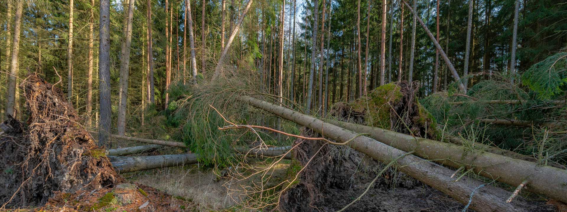 Myrskyn kaatamia kuusia metsässä.